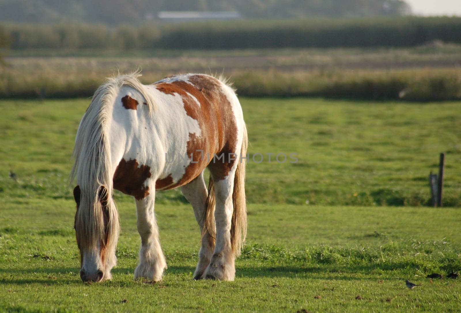 Pony