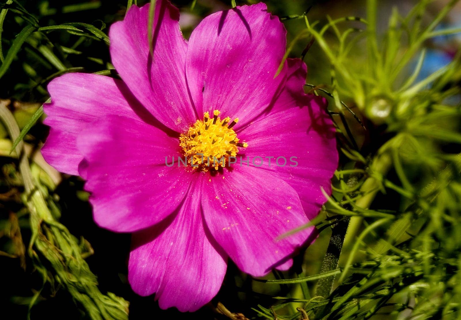 Cosmos
