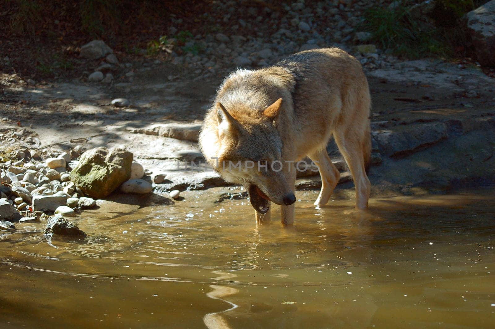 Wolf 4