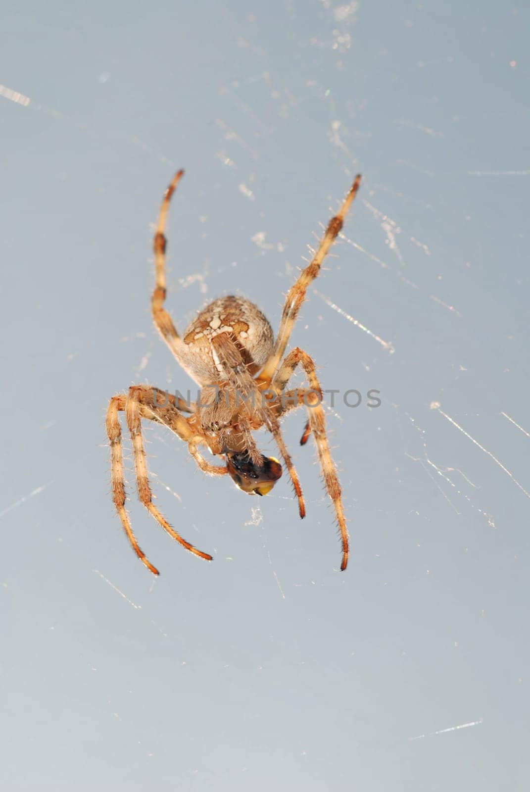 Spider eating