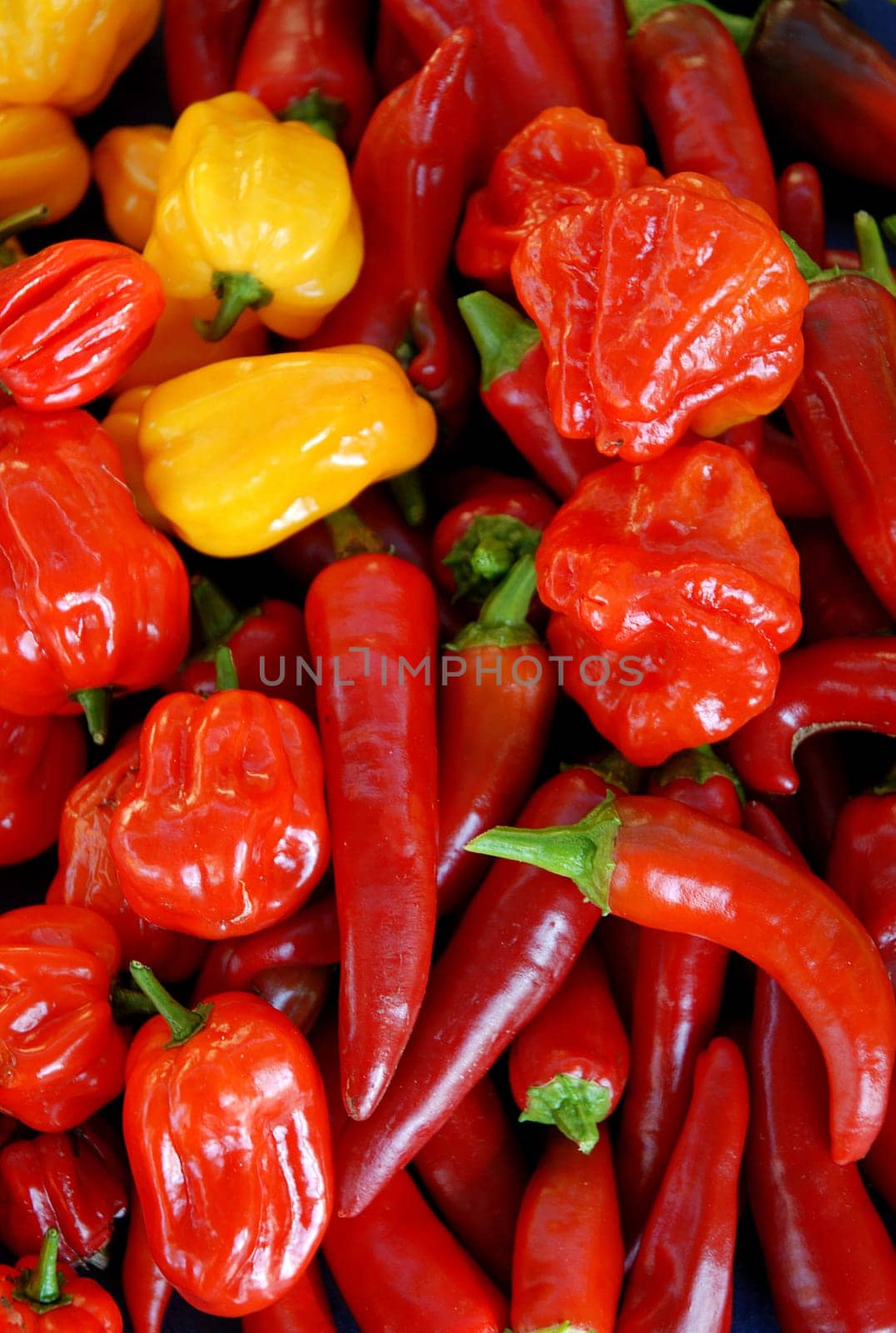 Types of chili peppers