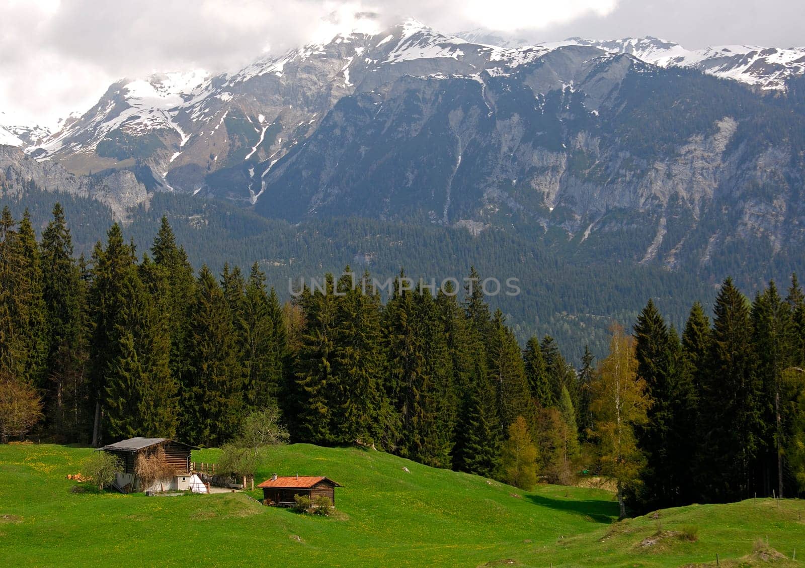 Spring on the mountain pasture