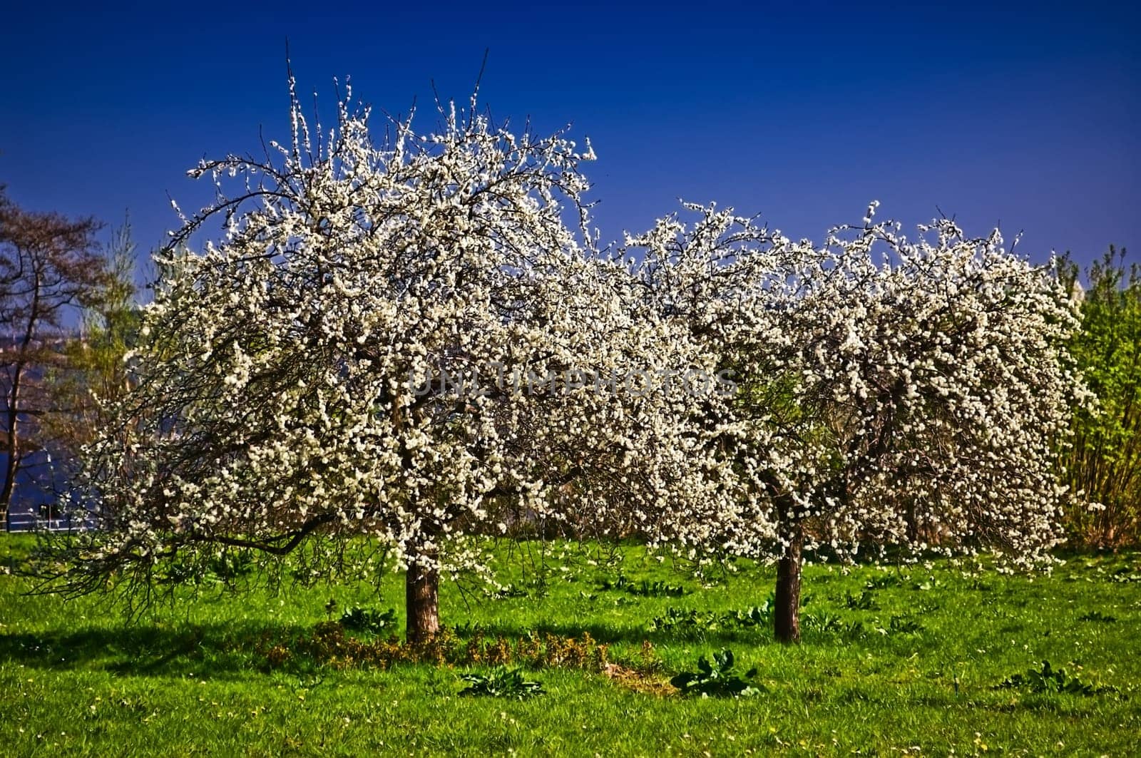 Cherry Blossom Miracle