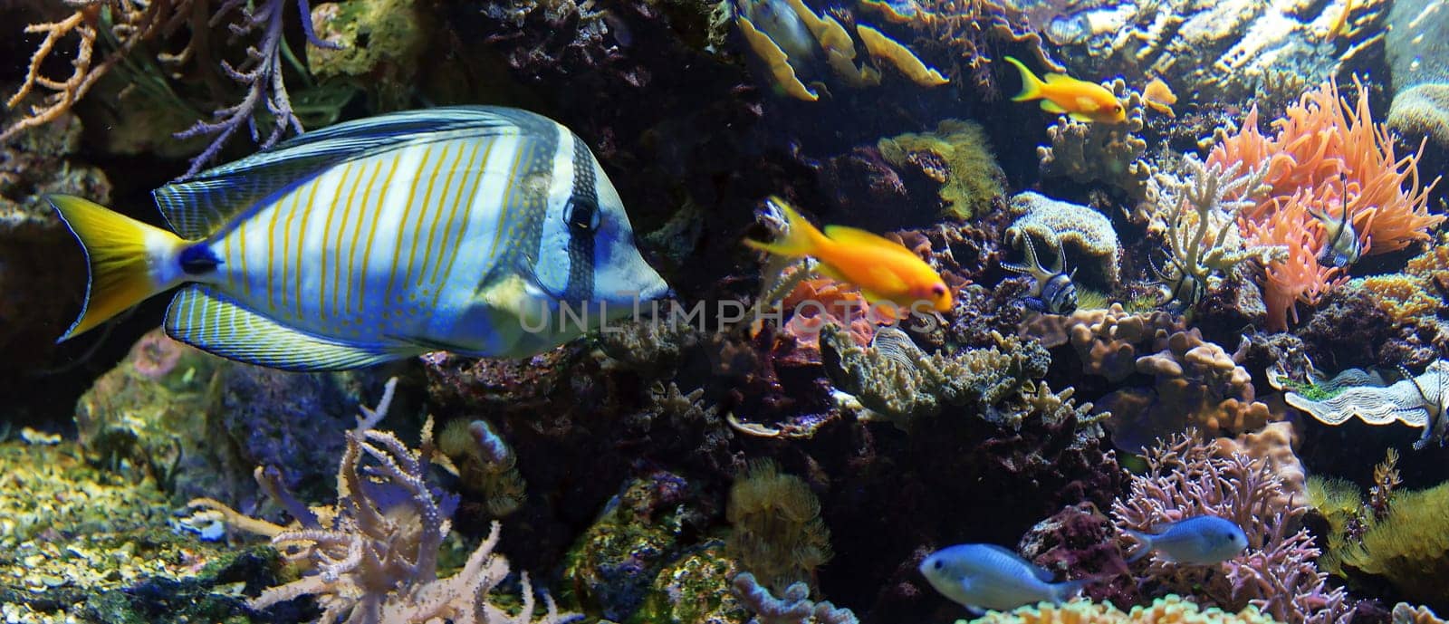 Coral panorama