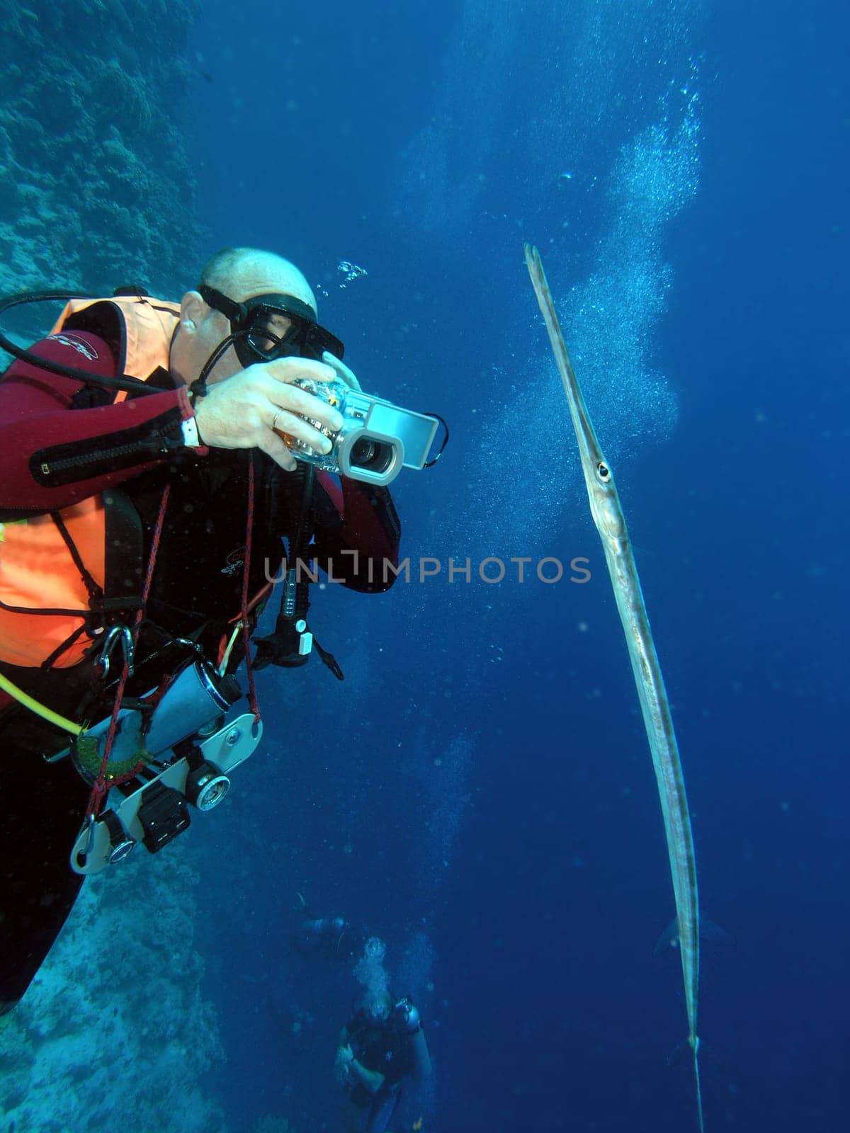 Diver with flute fish