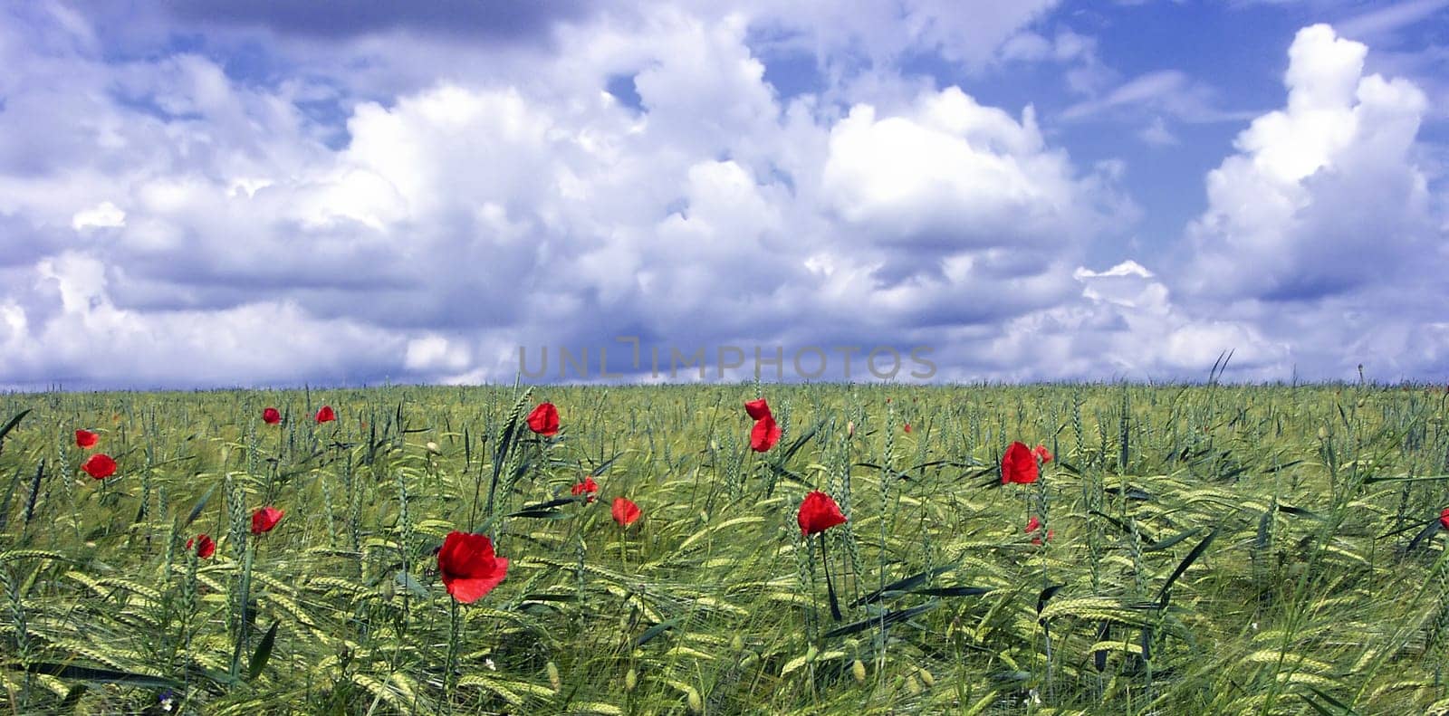Mockery in the cornfield