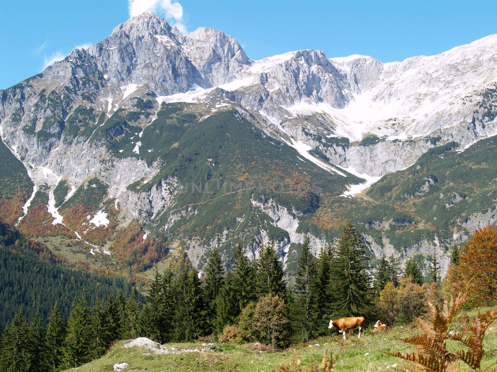 Mountain cows