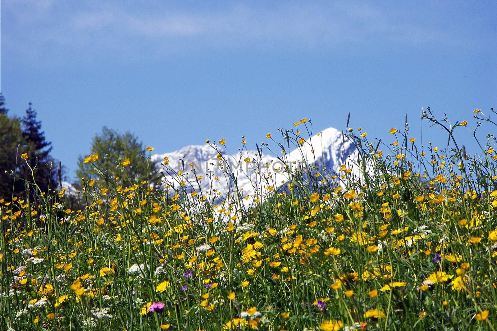 Mountain Spring
