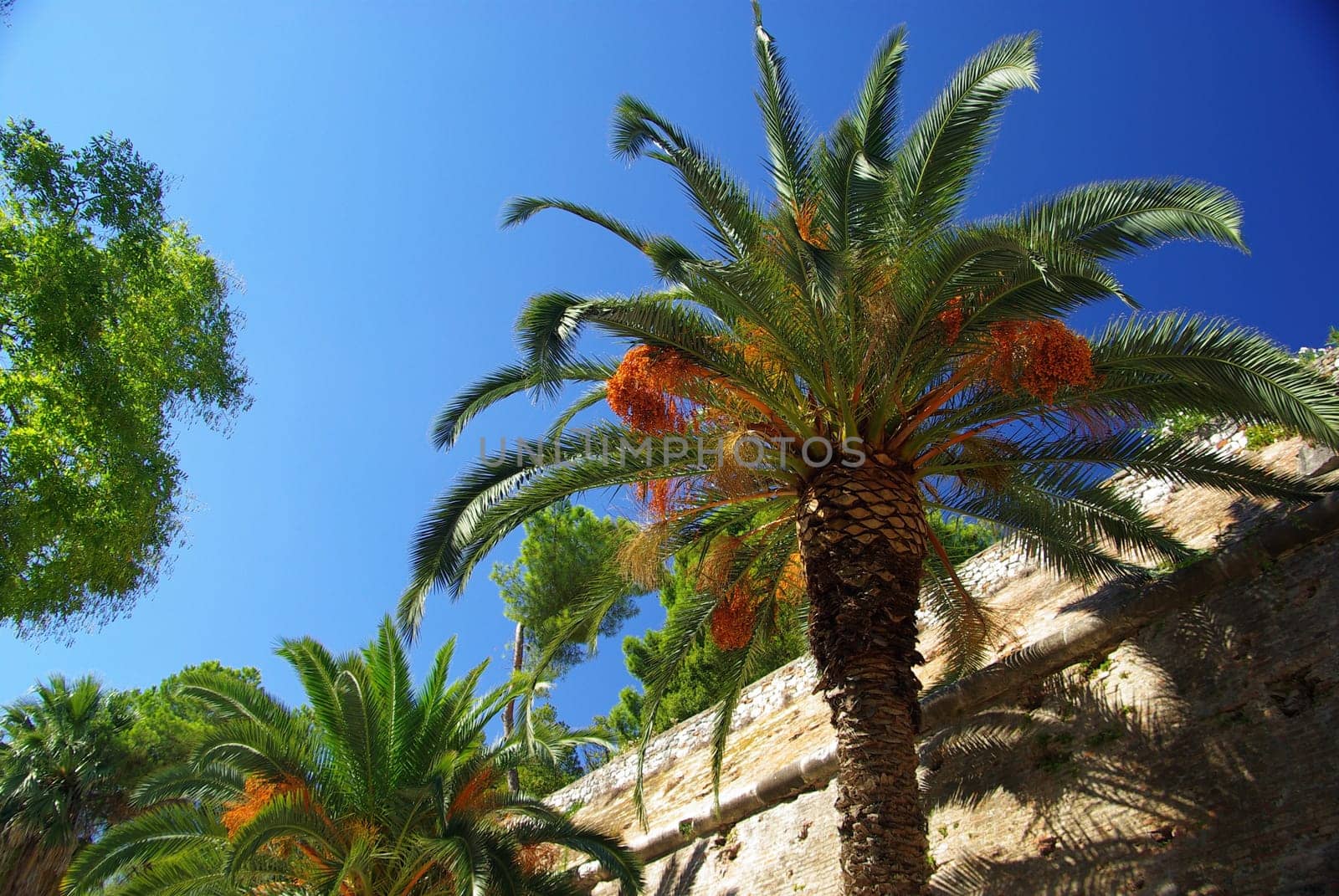Canarian Date Palm 01