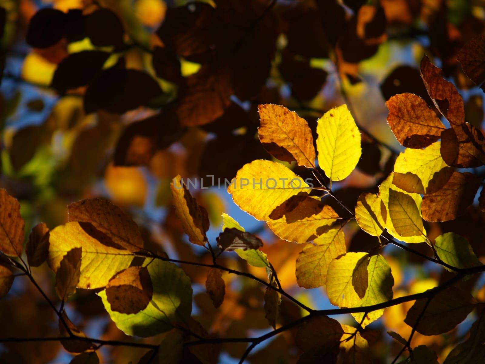 Foliage coloration