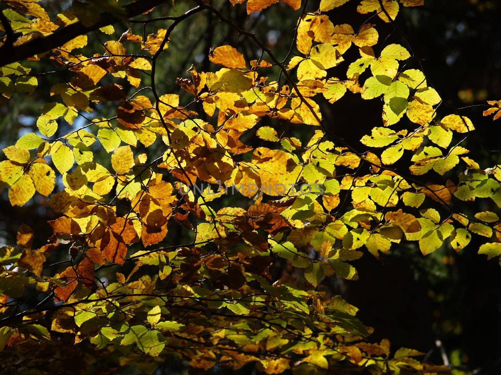 Foliage coloration