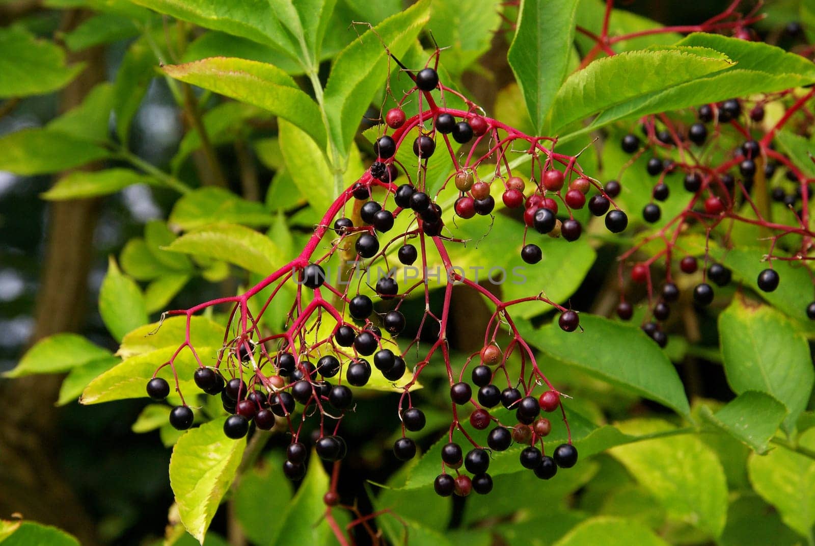 Elderberry 03