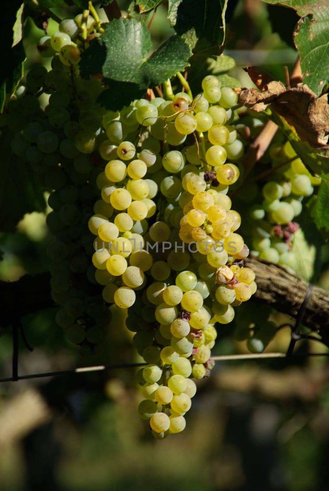 Wine 01