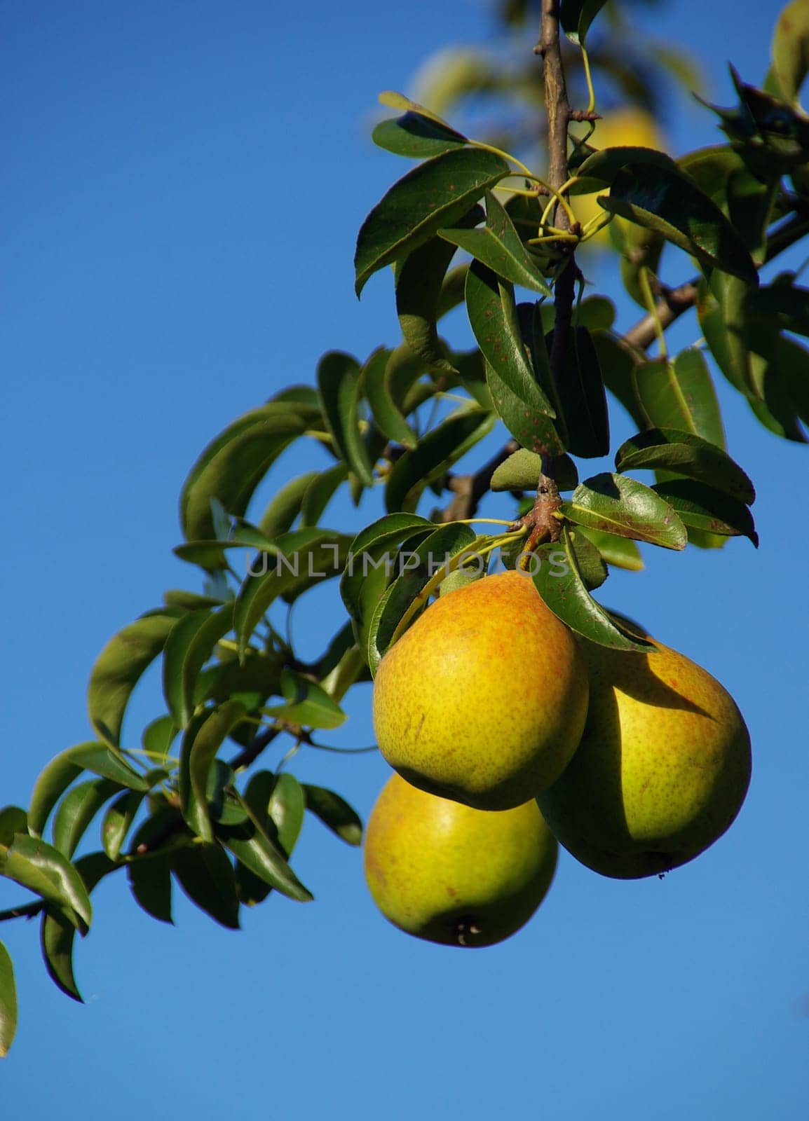 Pear 05