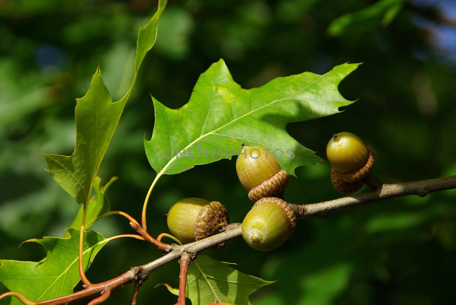 Oak 02