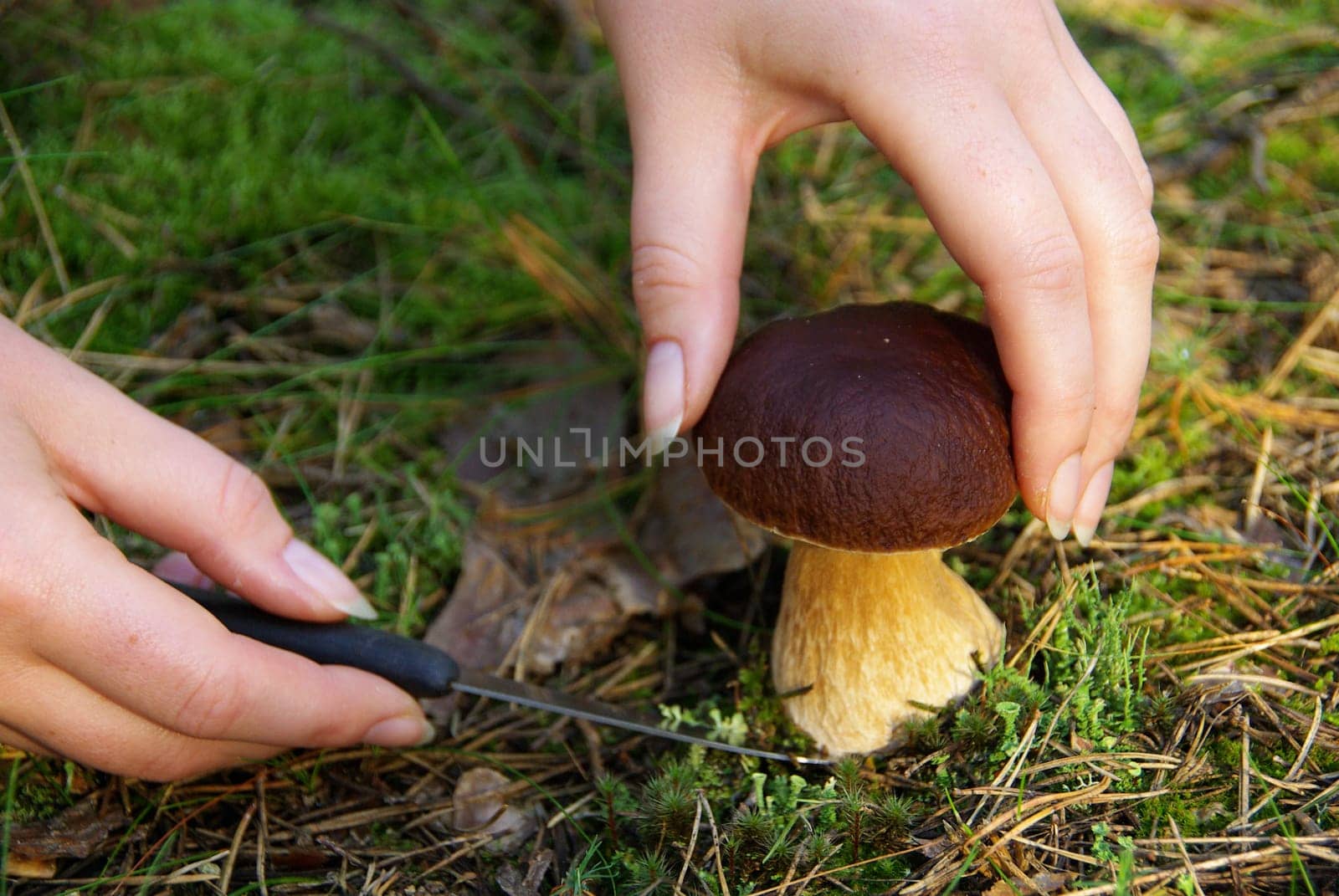 Porcini mushroom 01