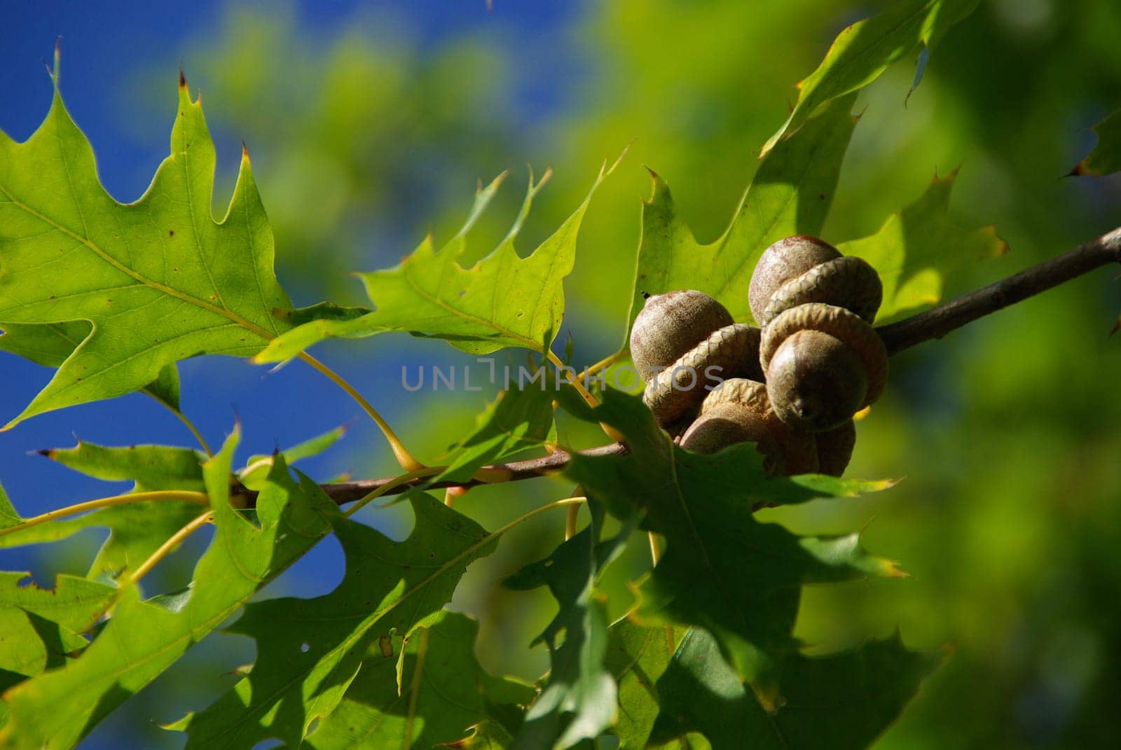 Oak 04