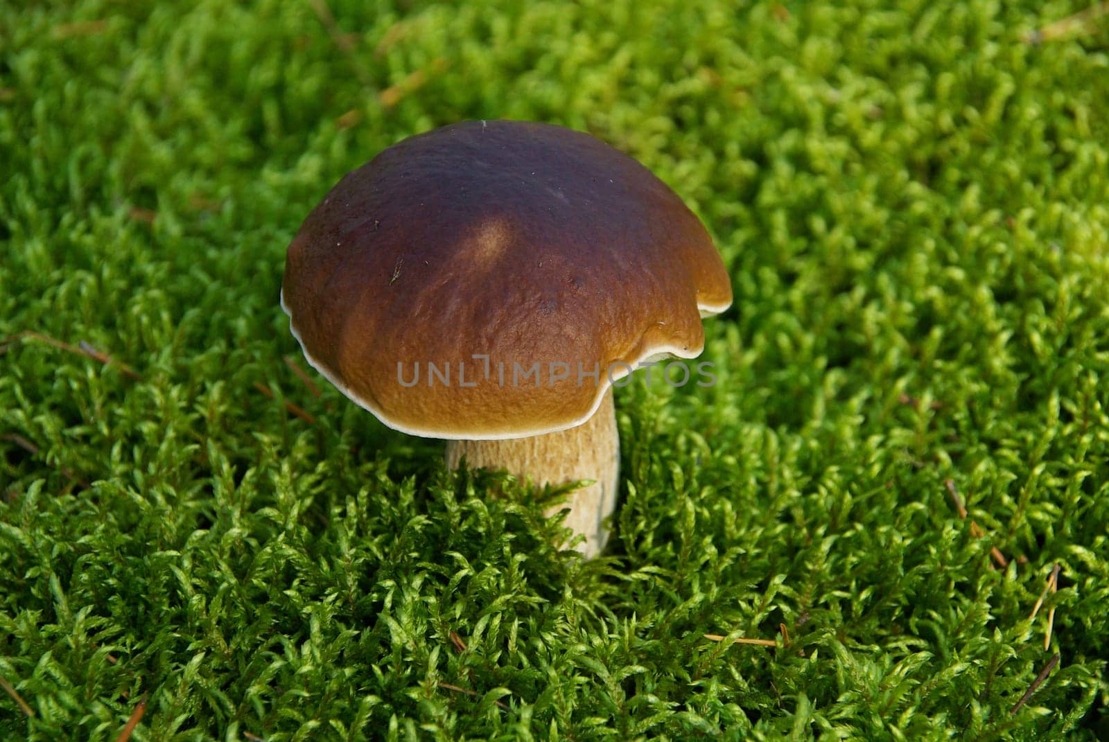 Porcini mushrooms 18
