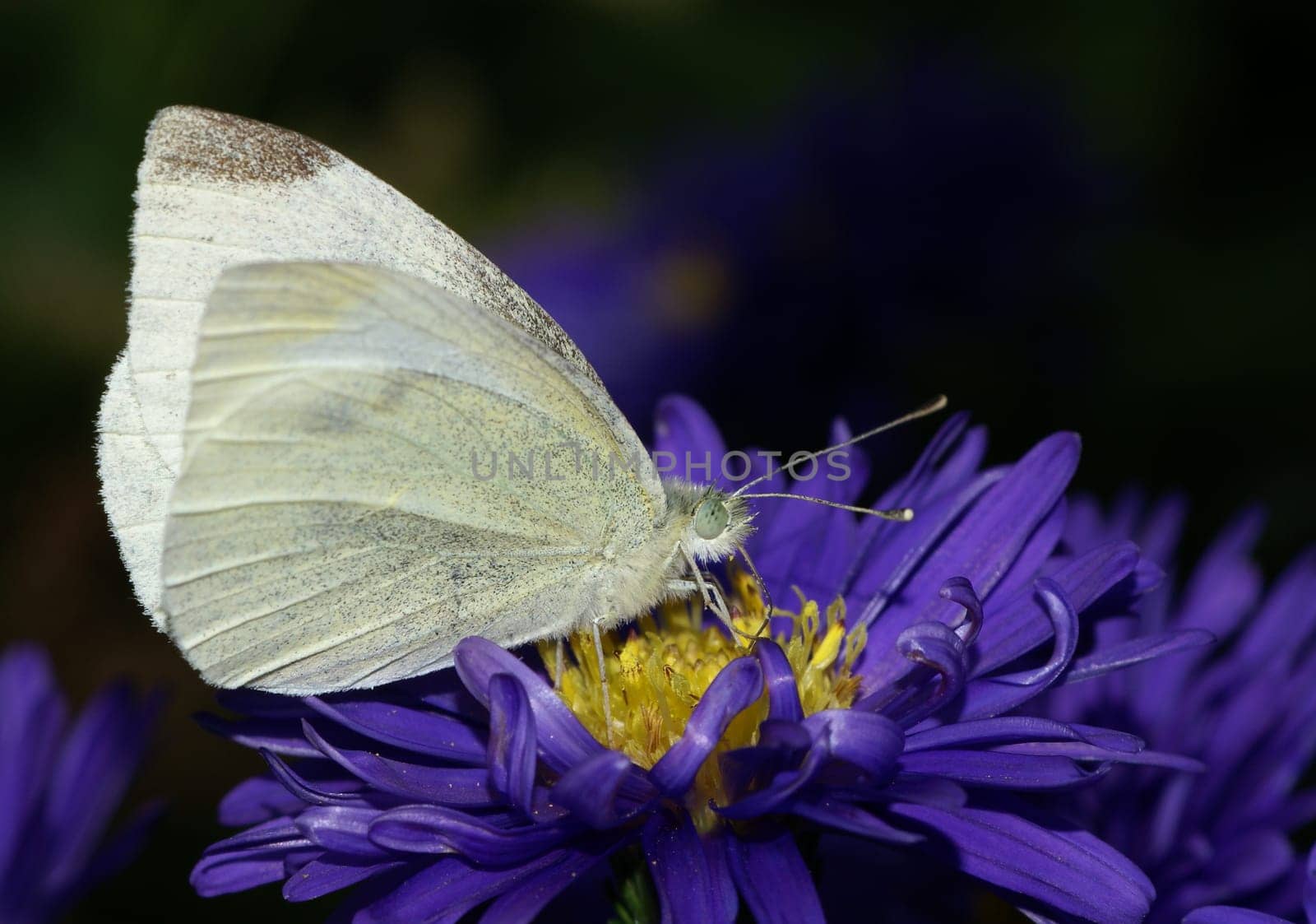 on an autumn aster