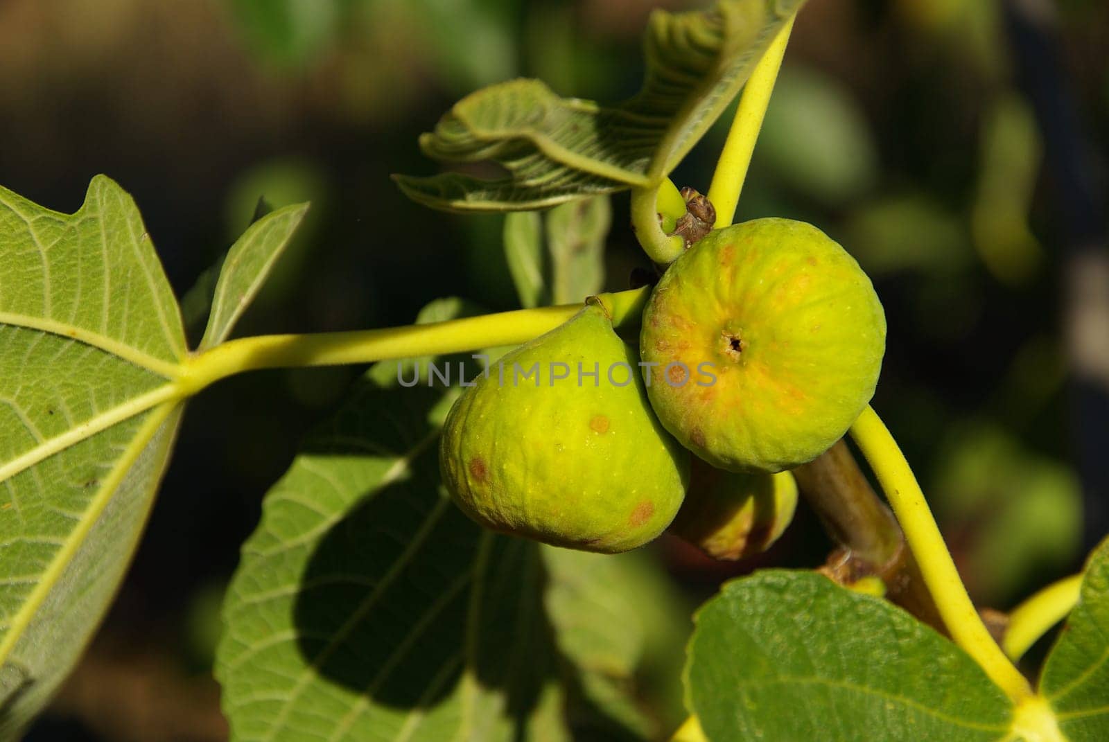 Fig 02