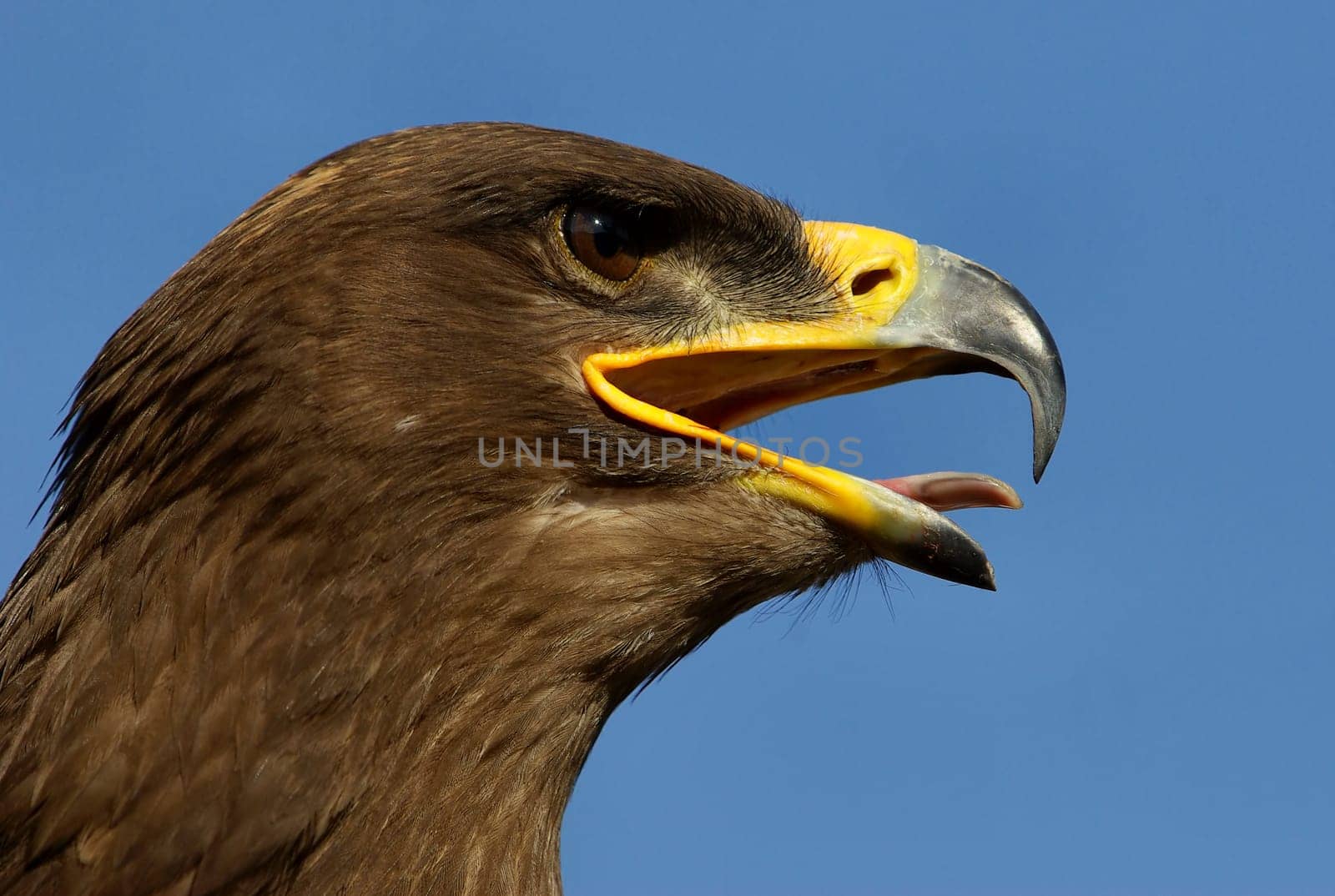 Eagle Cry