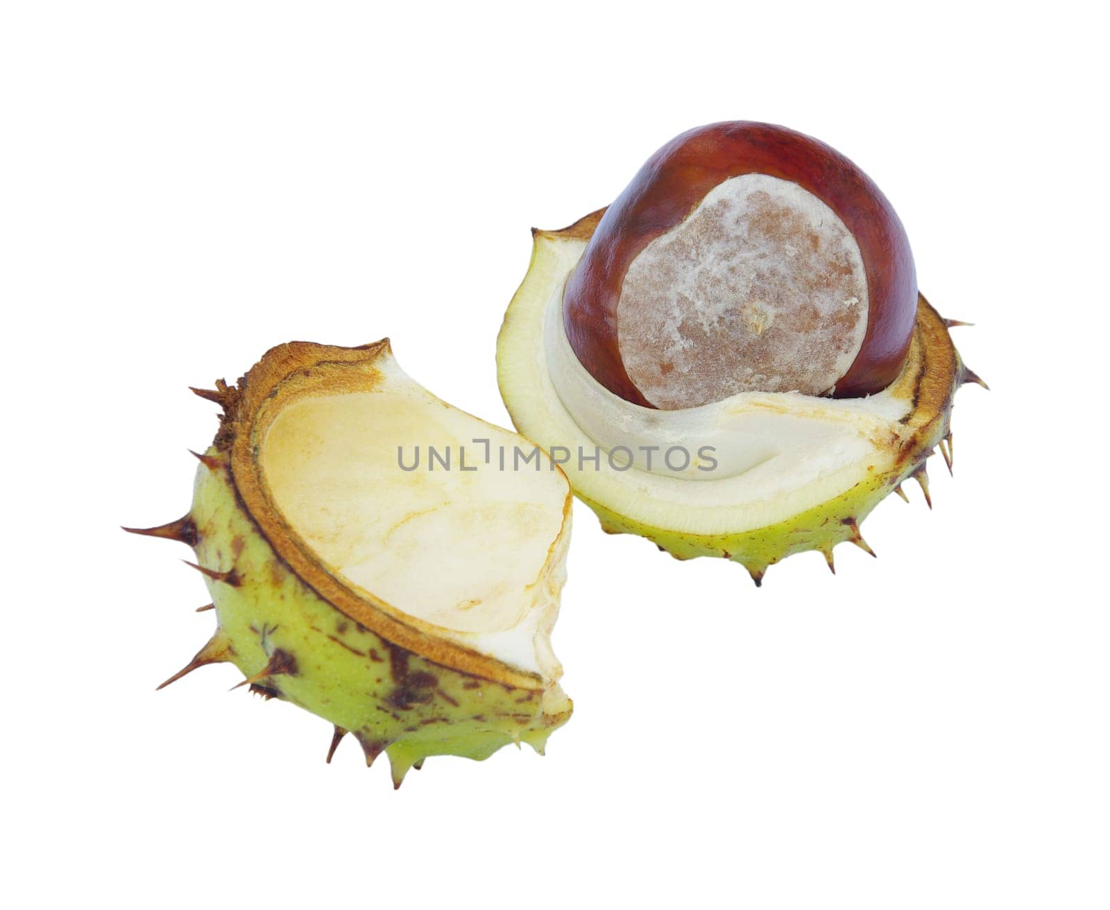 Chestnut 01