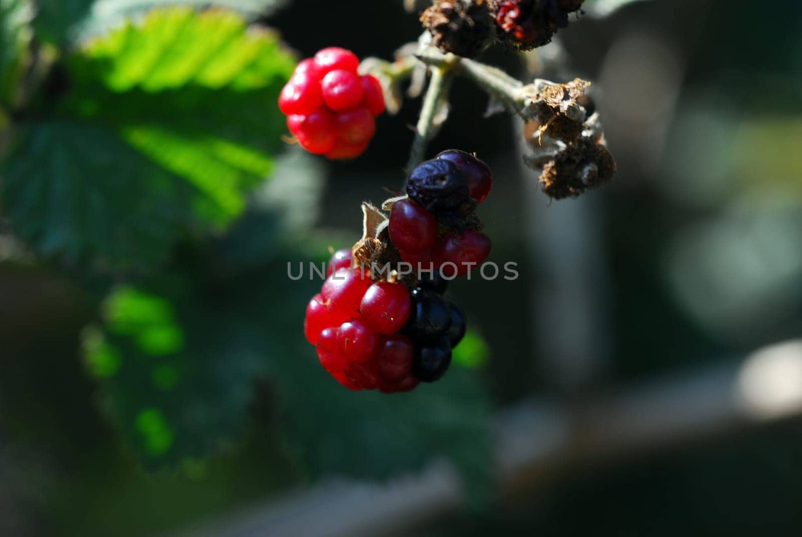 red black blackberries