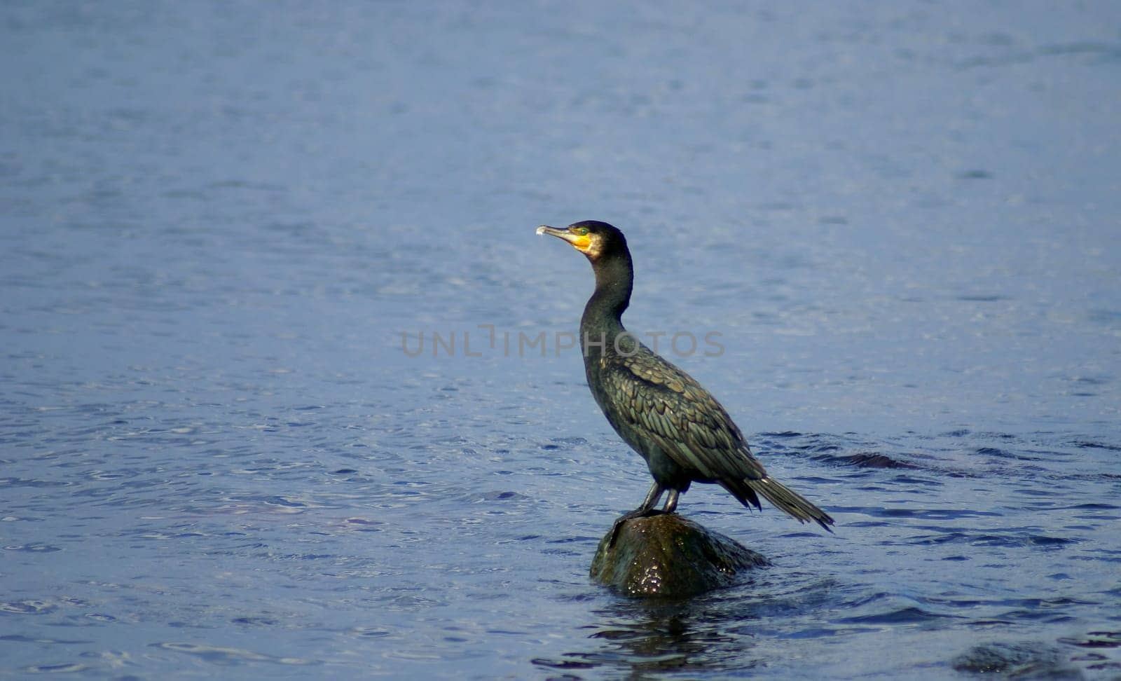 The much-maligned cormorant. Europe's largest waterfowl