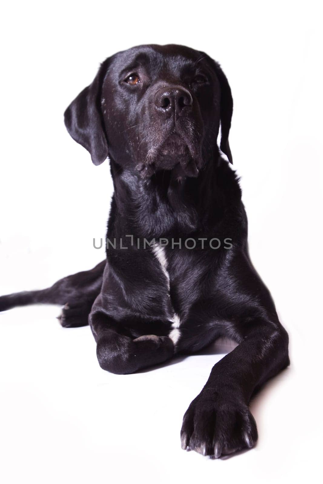 black dog