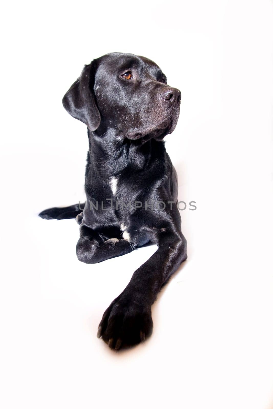 black dog