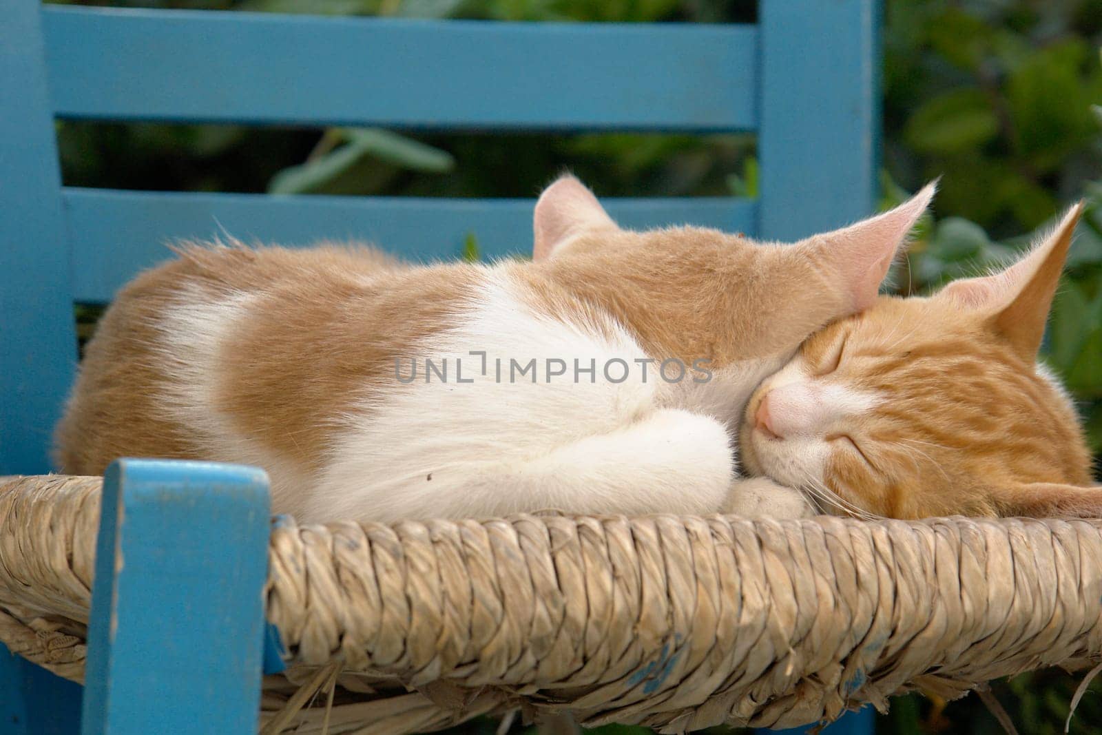 Cat Love