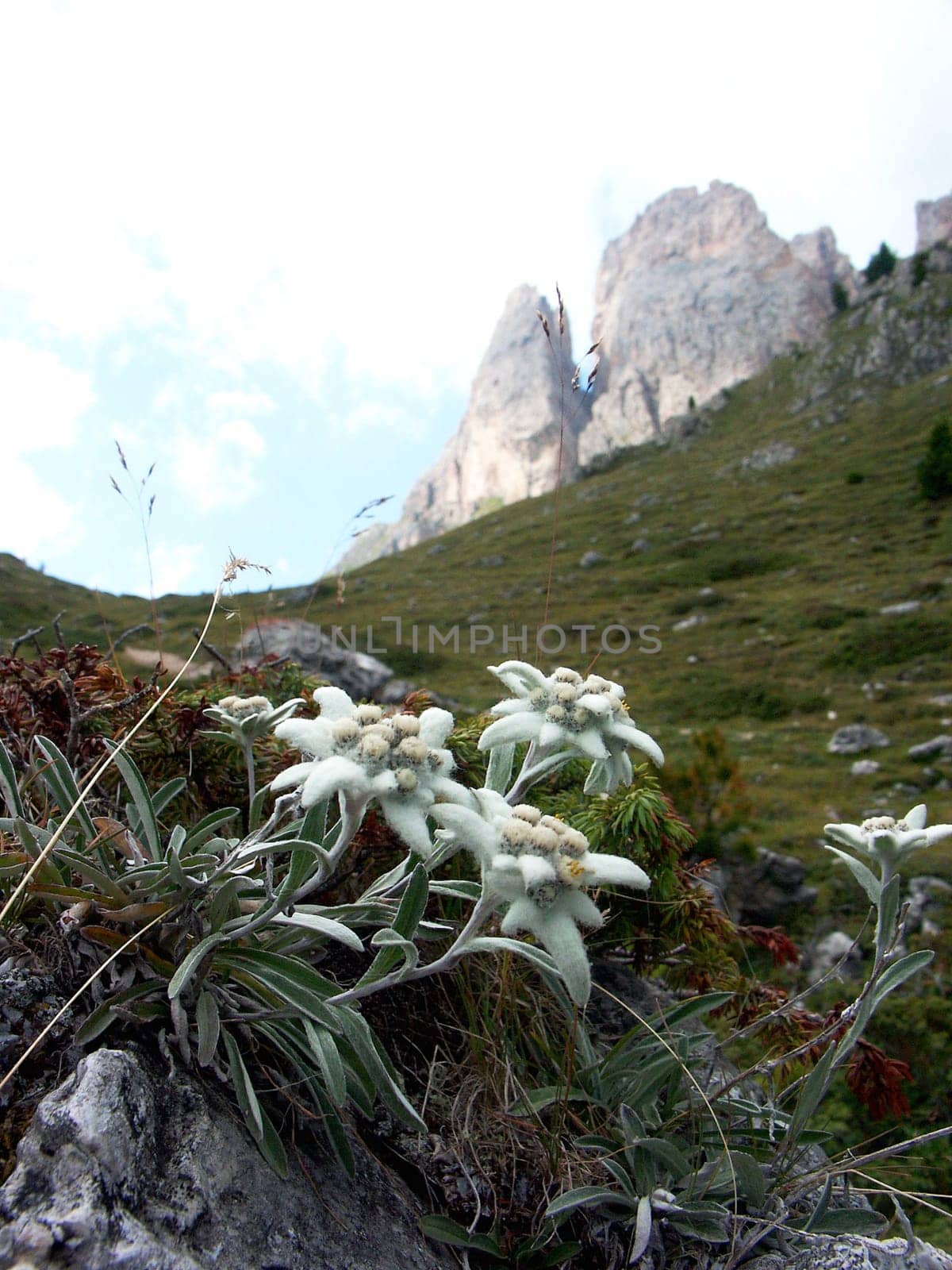 Edelweiss
