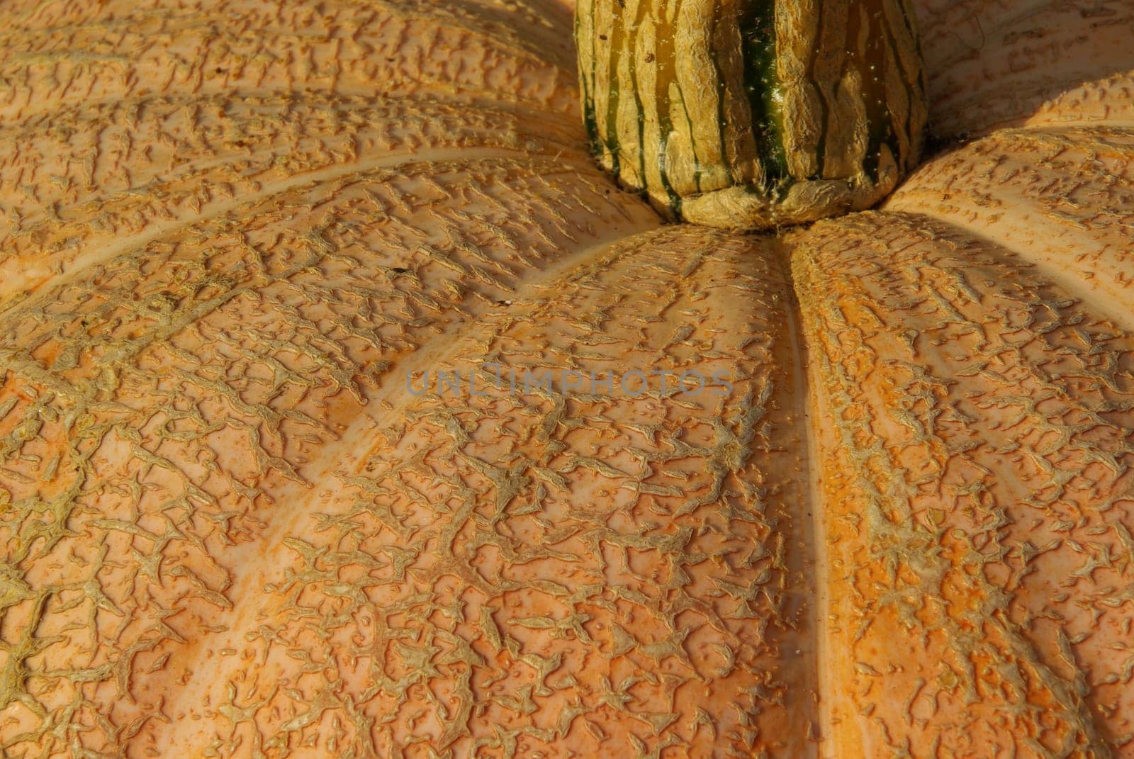 Pumpkin 12