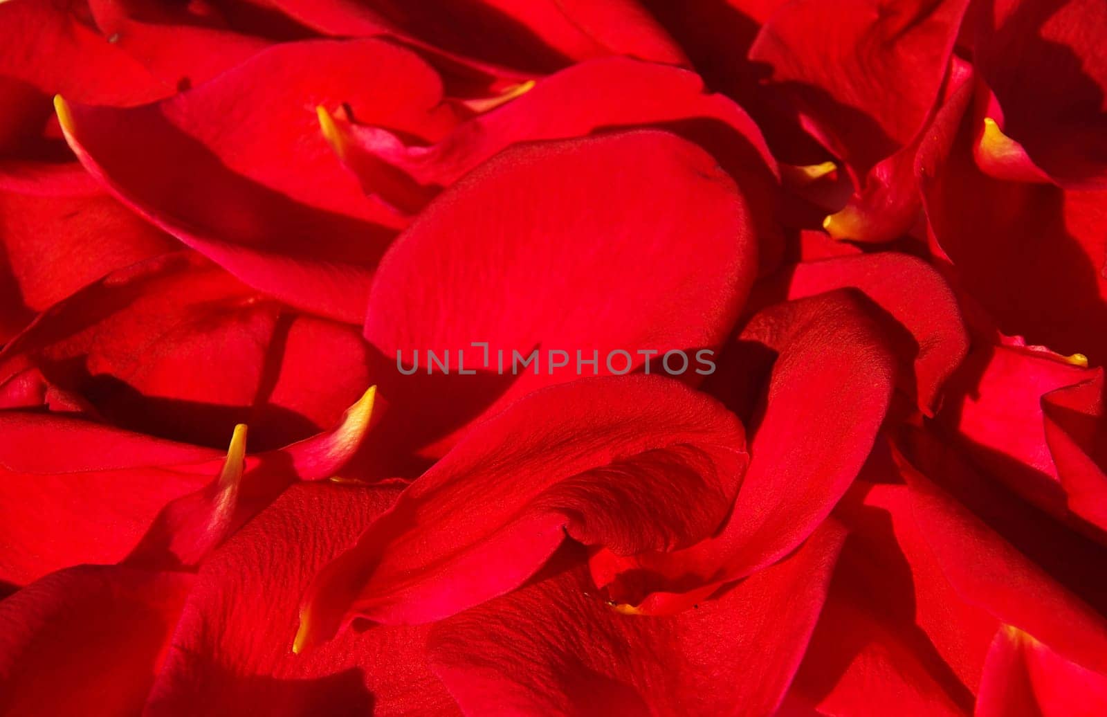 Rose Petal 01