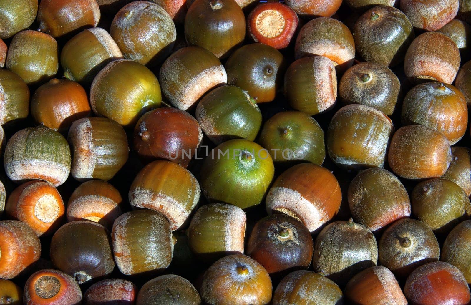 Acorn 01