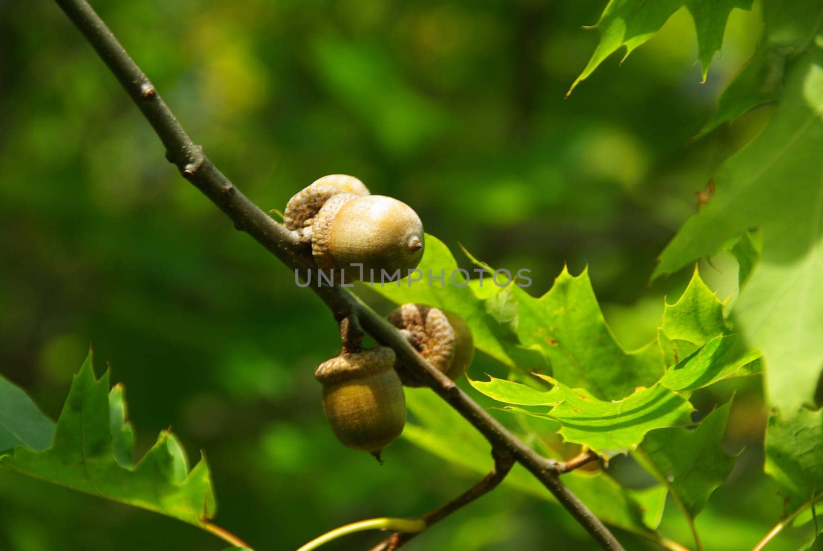 Oak 01