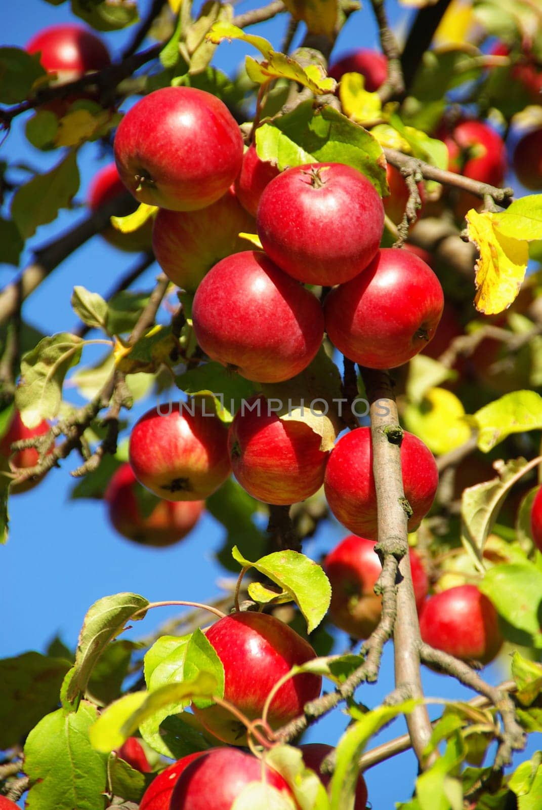 Apple 10
