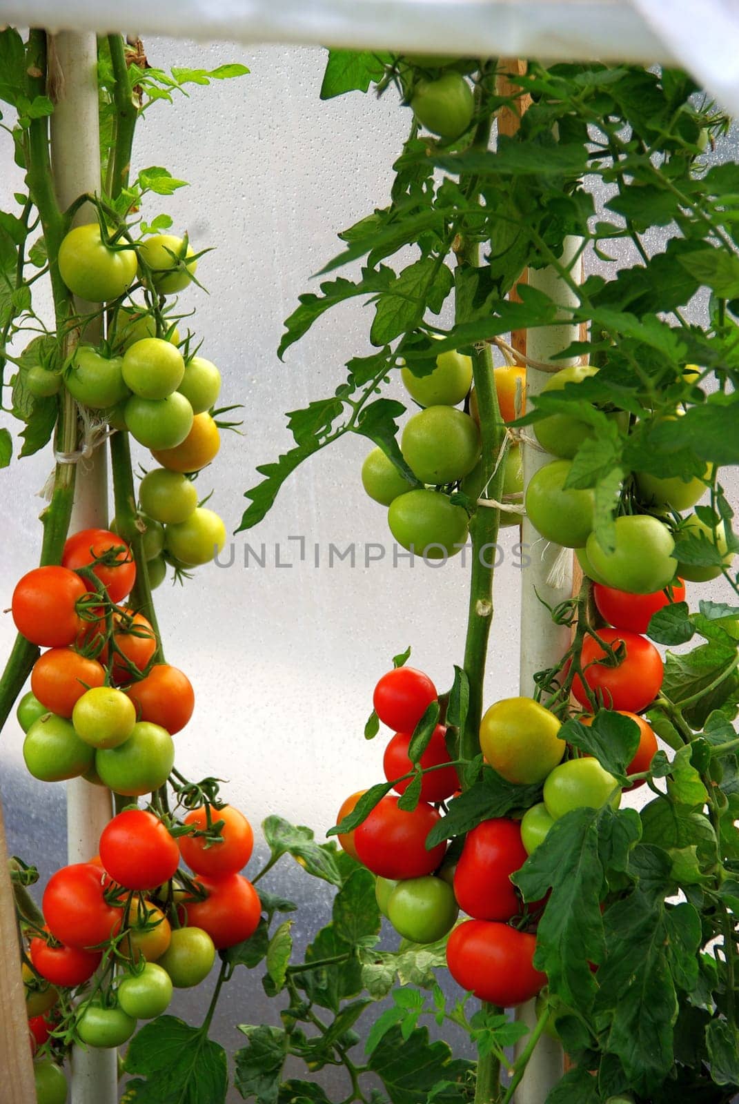 Tomato Plant 08