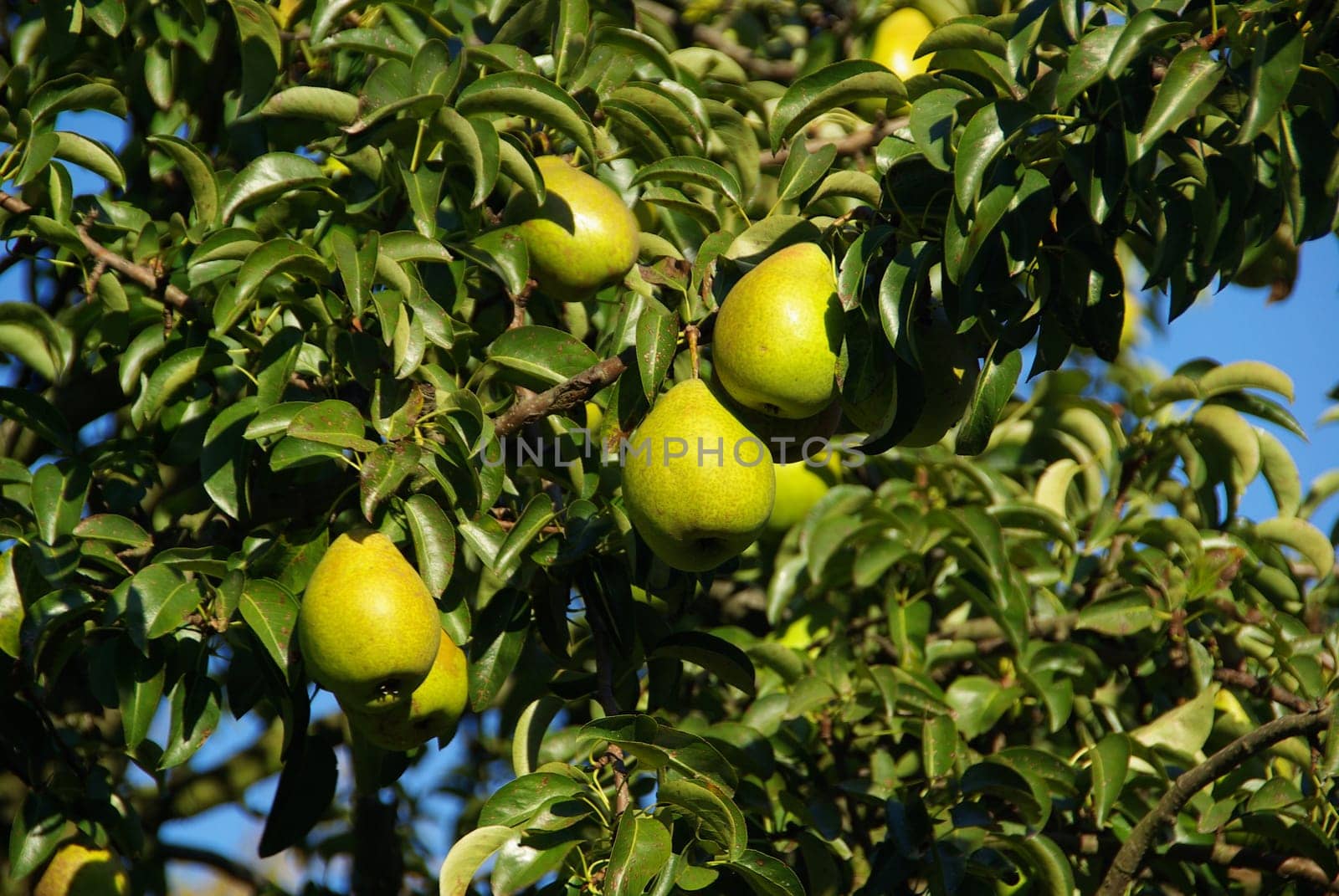 Pear 04