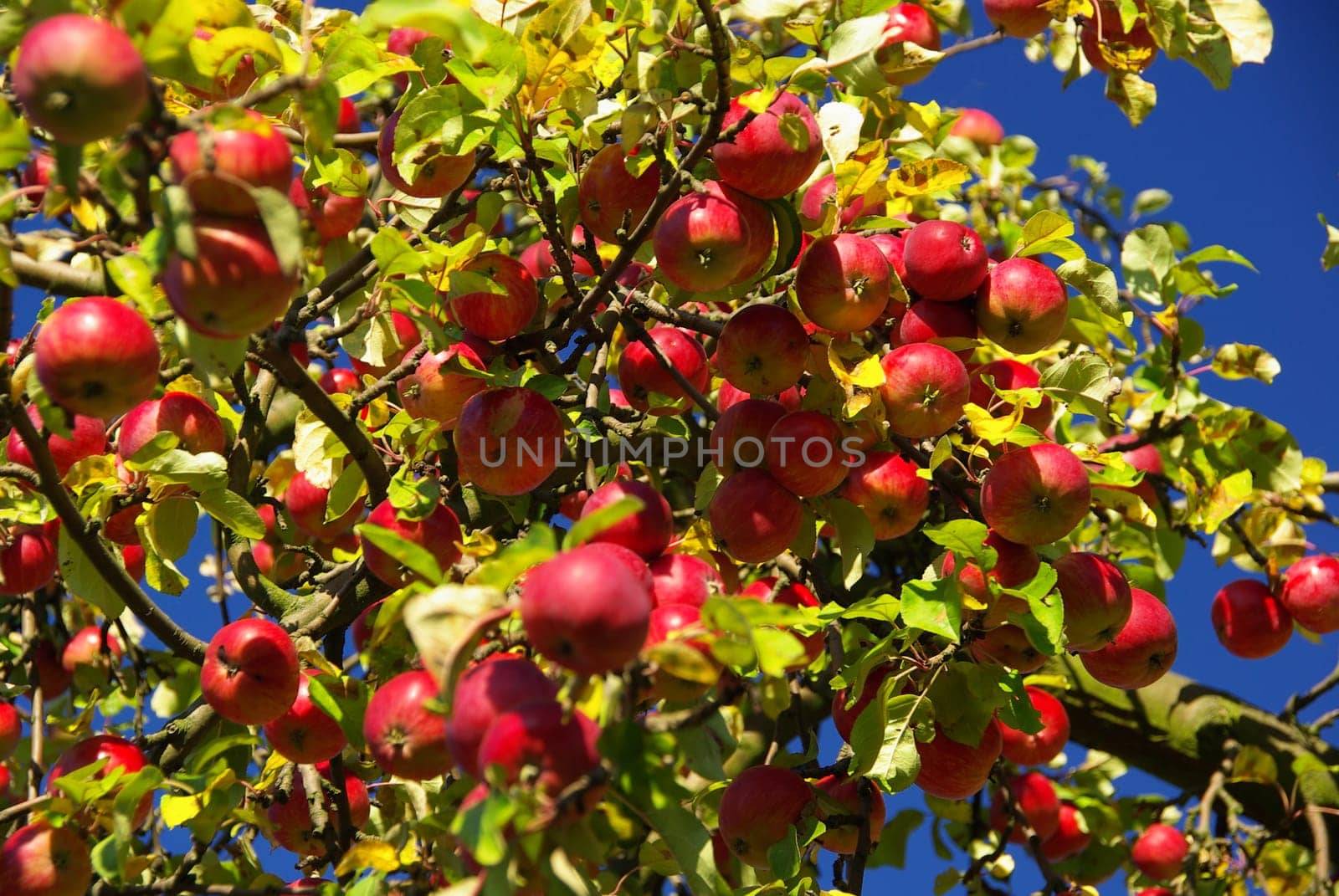 Apple 08