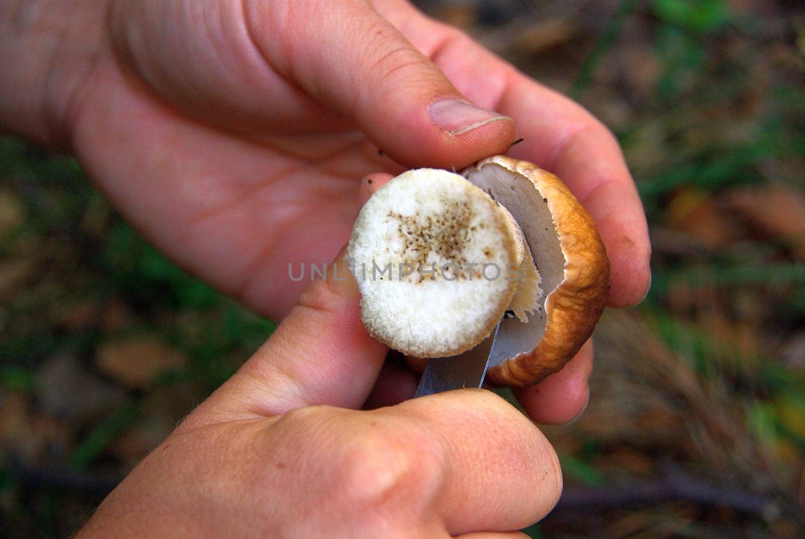 Porcini mushroom 26