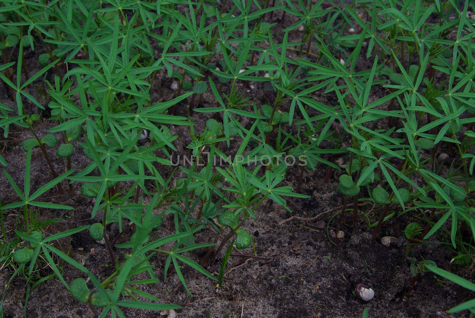 Green manure 02