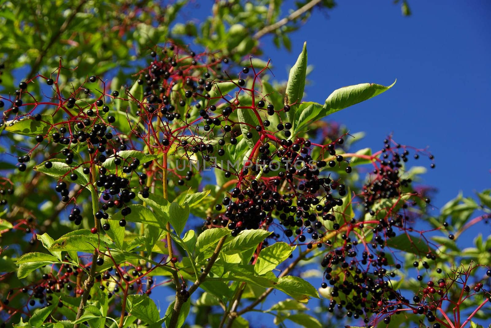 Elderberry 04