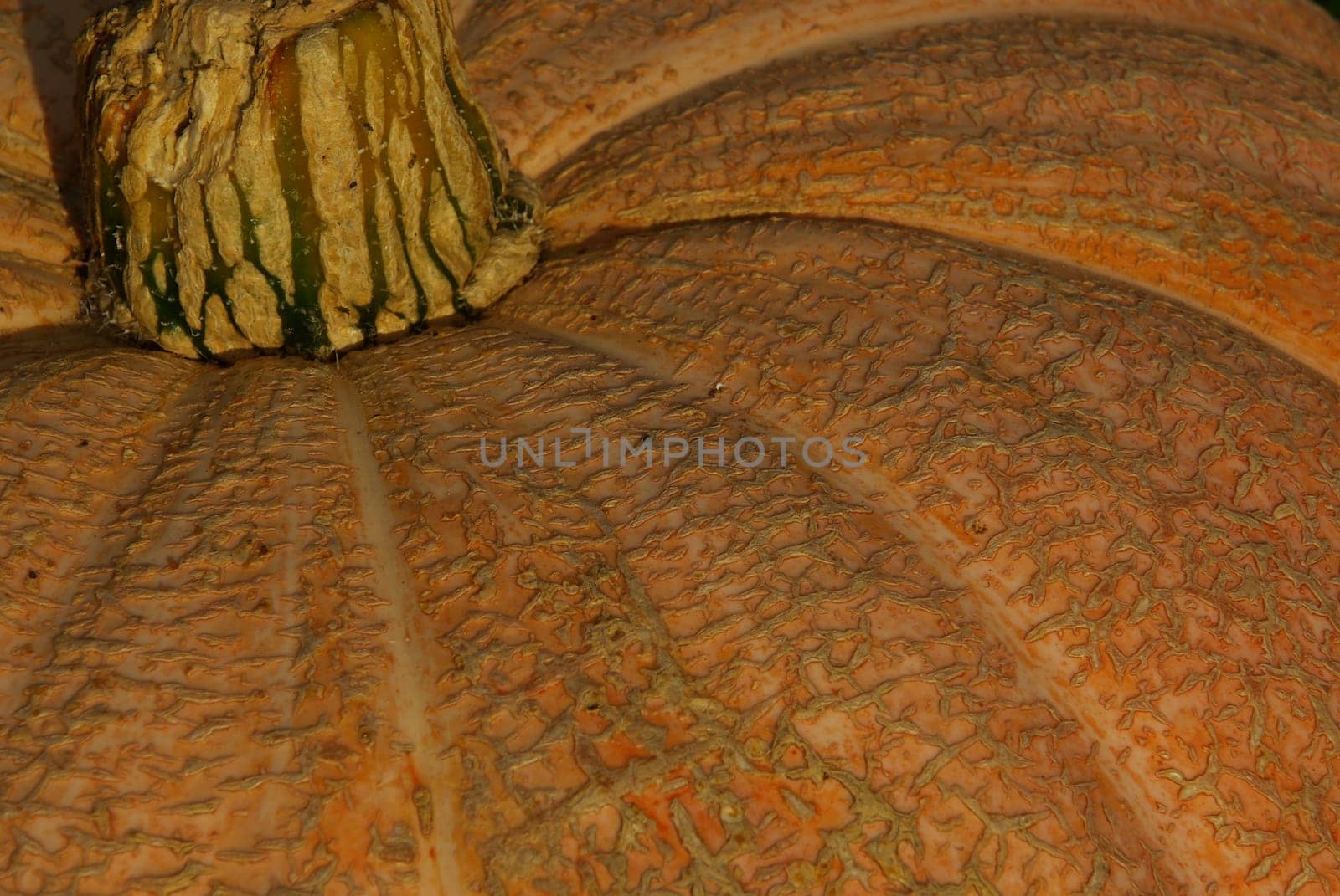 Pumpkin 13
