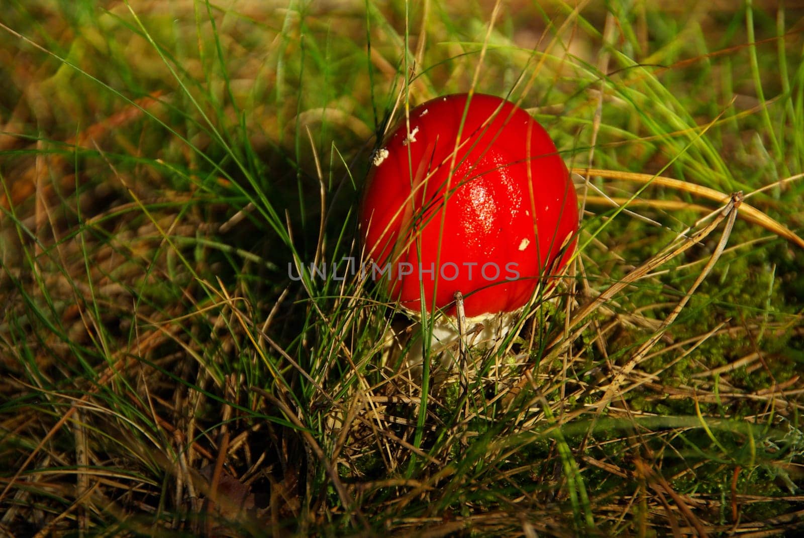 Toadstool 02