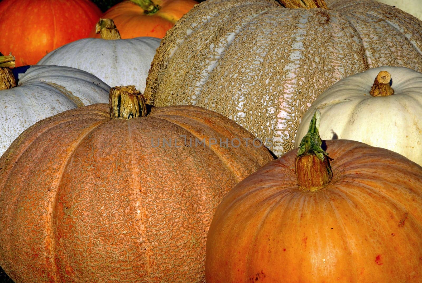 Pumpkin 14