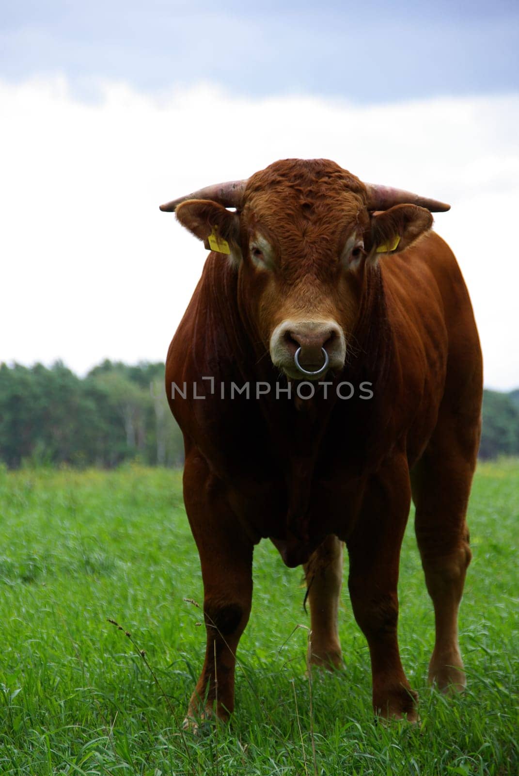 Beef 03