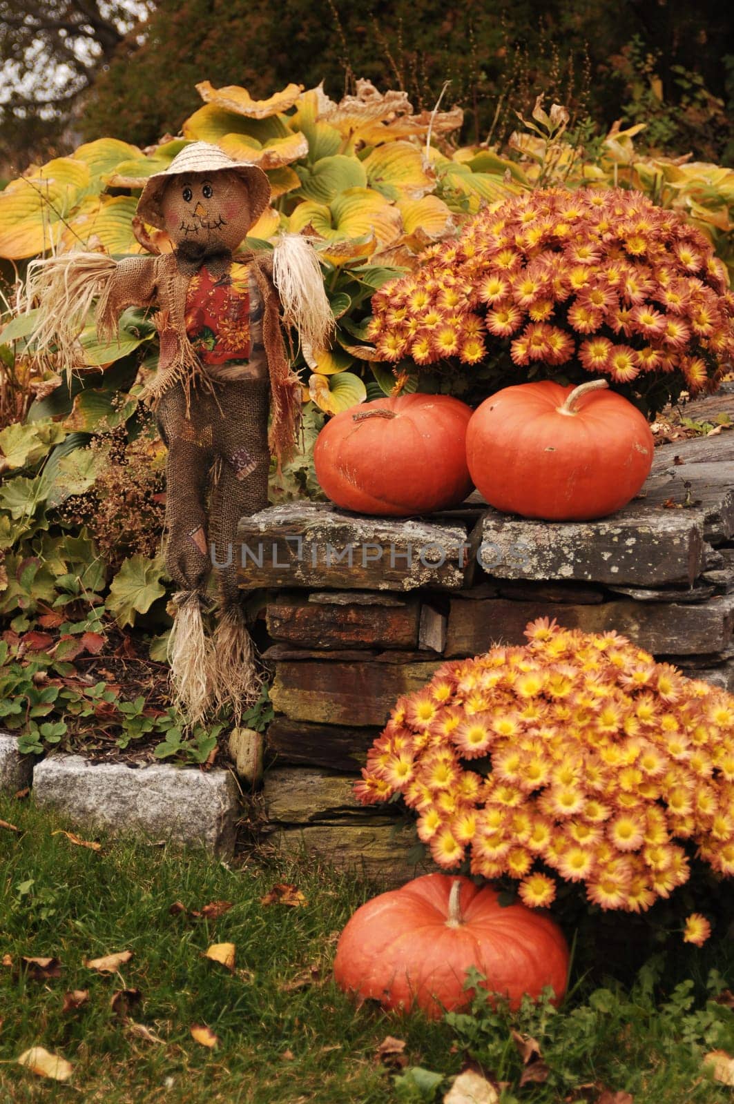Scarecrow and pumpkins