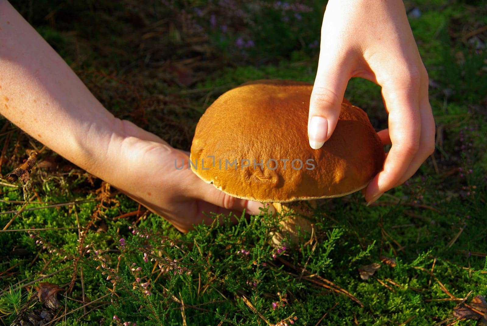 Porcini mushrooms 13