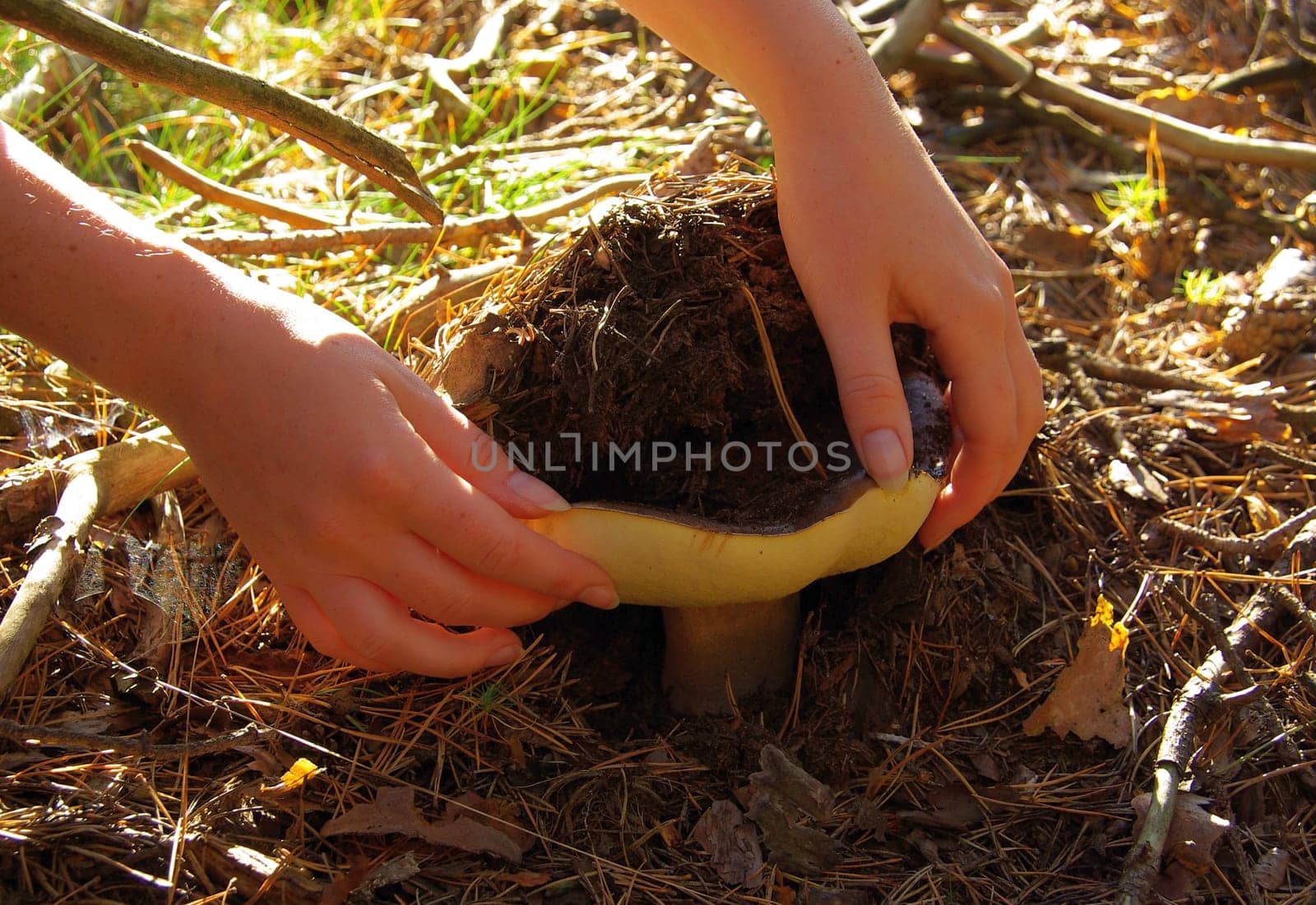 Porcini mushroom 04